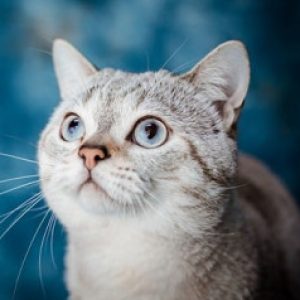 Profile photo of Sylvia